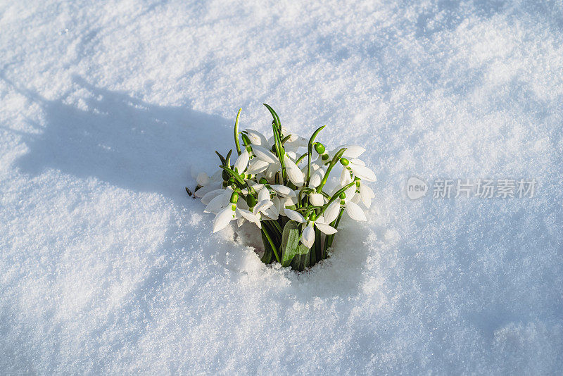 雪花莲春天的第一朵花从后院的雪中盛开