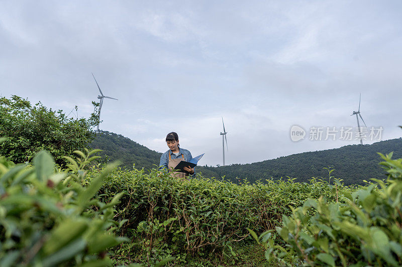 一位亚洲女性农场主在茶园工作