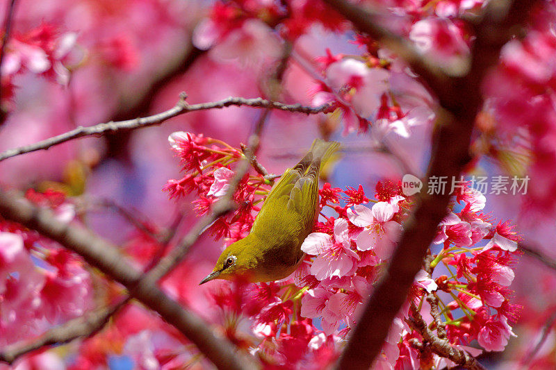 樱花和日本白眼