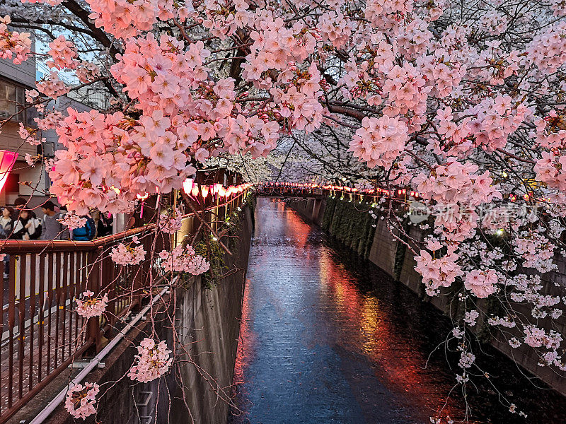 樱花黄昏，东京。日本