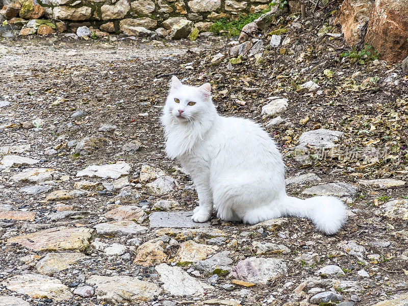 美丽的白色村庄猫坐在鹅卵石上