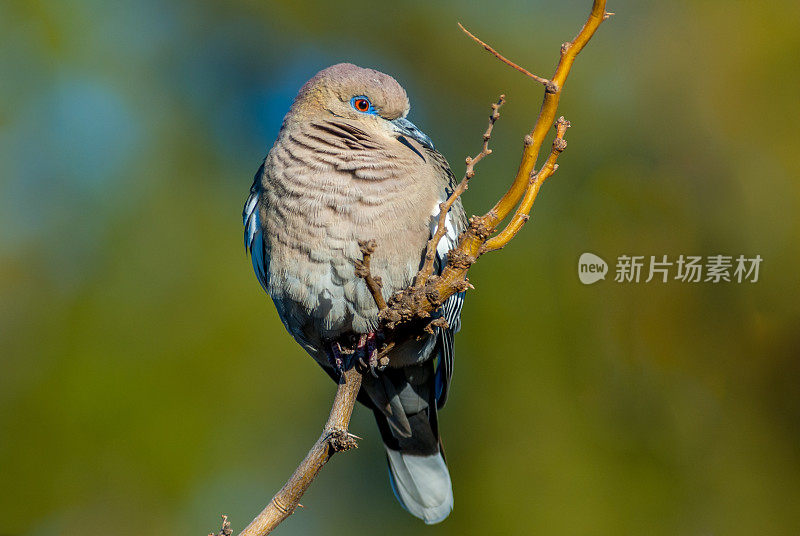 白鸽栖息在树枝上