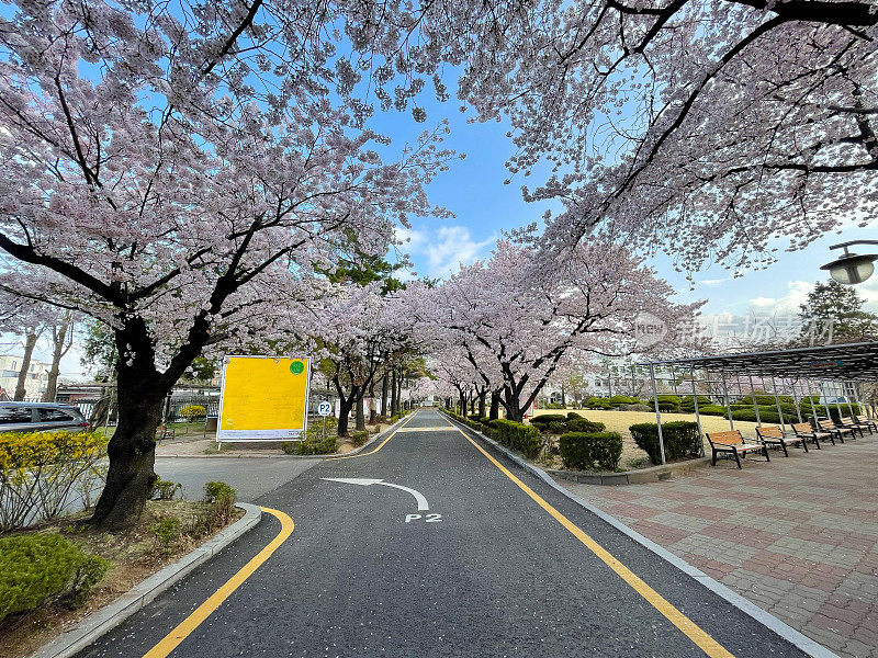 首尔樱花盛开