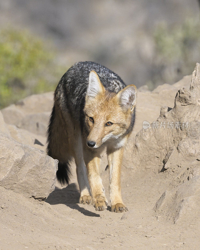 一只单独的安第斯灰狐或'Culpeo'在山路上行走