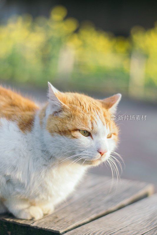 柔和的光线和可爱的猫的形象