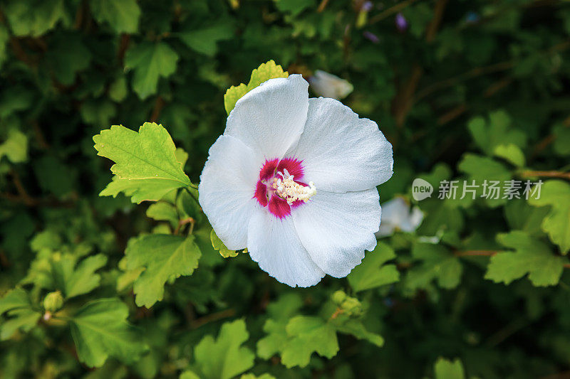 盛开的芙蓉花