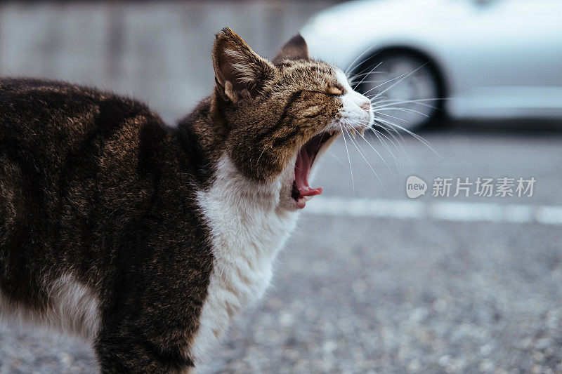 停车场里的一只猫，打哈欠