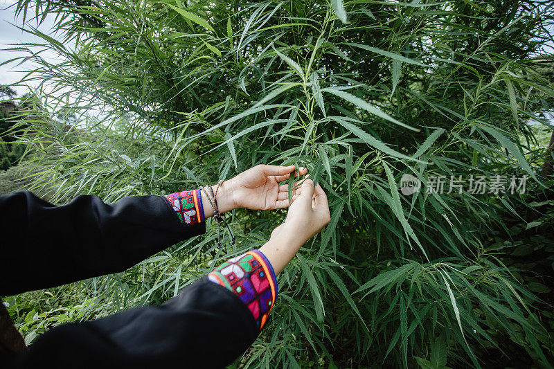 手握大麻叶在成熟的茎。