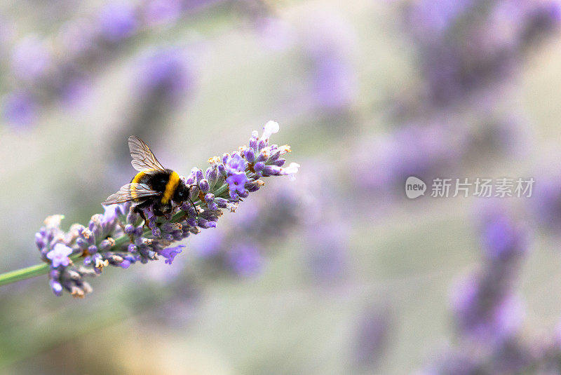 蜜蜂为薰衣草花授粉的特写
