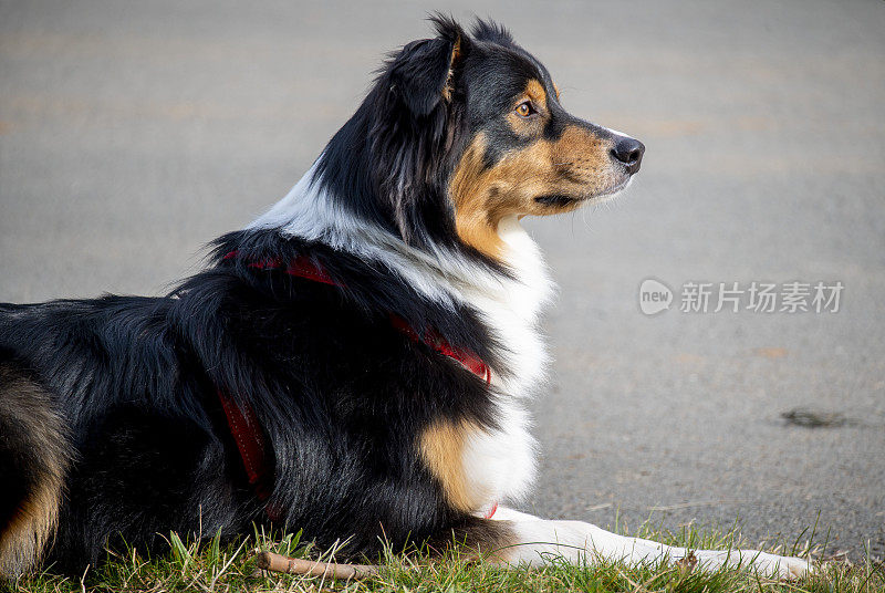 牧羊犬耐心地等待着它的主人。