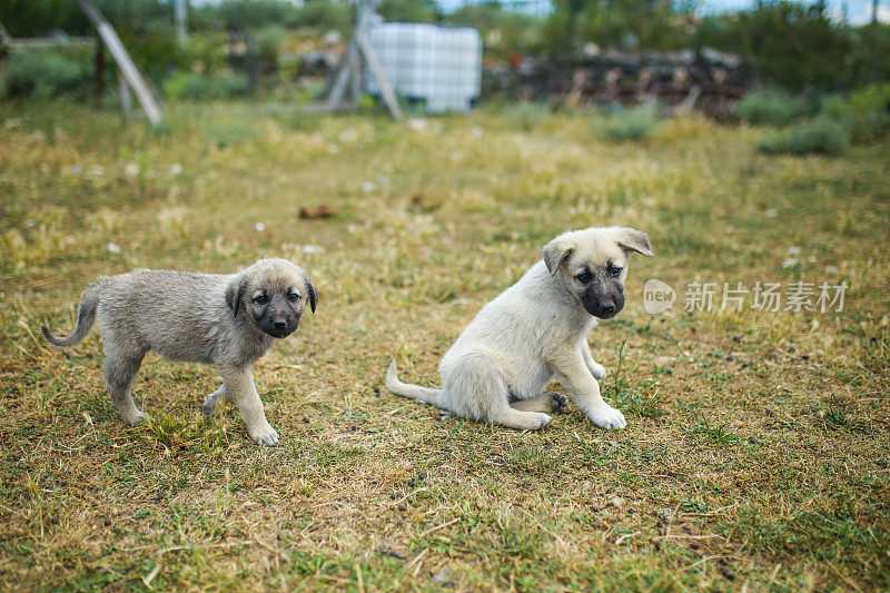 小袋鼠牧羊犬躺在草地上