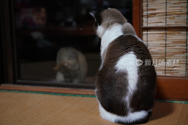 室内养猫盯着流浪猫