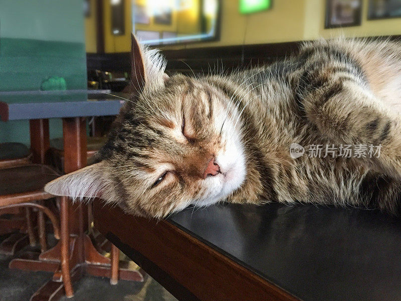 猫睡在咖啡店背景的咖啡桌上