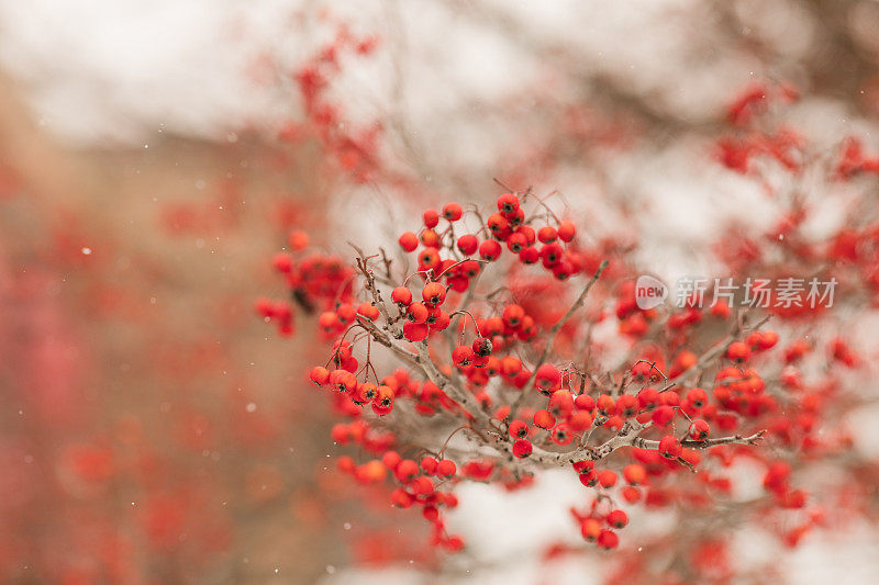 2022年12月，俄亥俄州奇利科特明亮的雪天，奇思妙想的雪红莓树枝