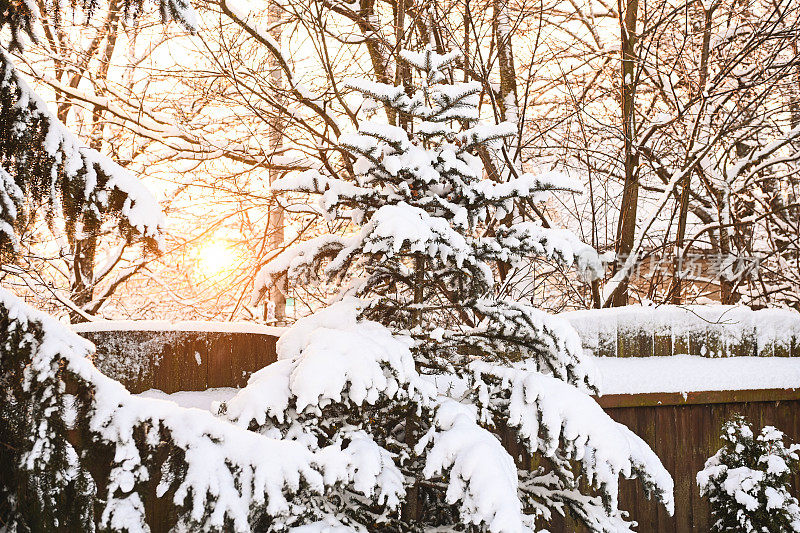 后院花园里的树被雪覆盖着