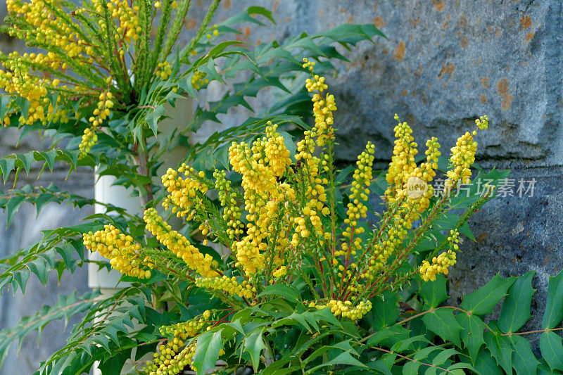 黄花植物特写