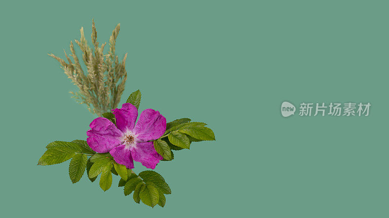 野玫瑰是阿尔伯塔省的花卉象征。贺卡。阿尔伯塔省遗产日的概念。
