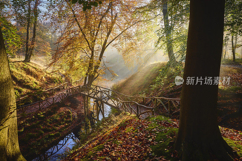 雾蒙蒙的早晨，童话般的秋天森林。