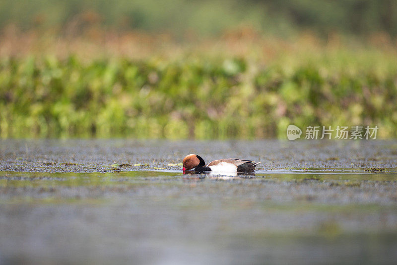 水鸟:成年雄性红冠潜鸭(红冠潜鸭)。