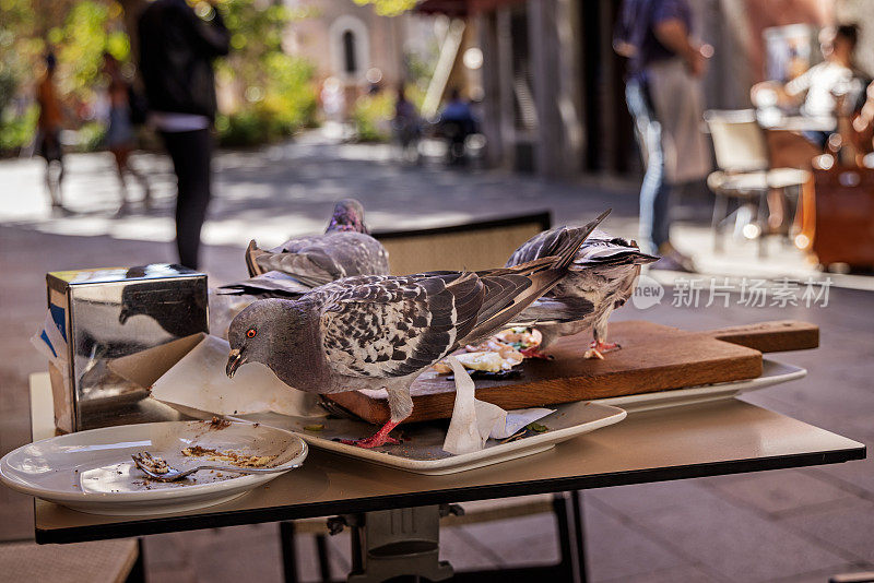 鸽子袭击了一个废弃的café桌子