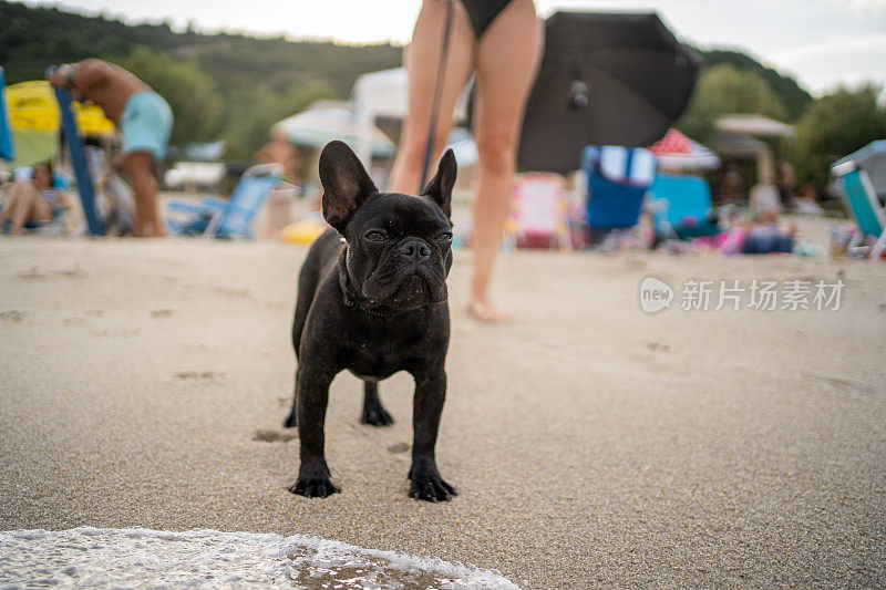 法国斗牛犬和他的主人在海滩享受美好的一天