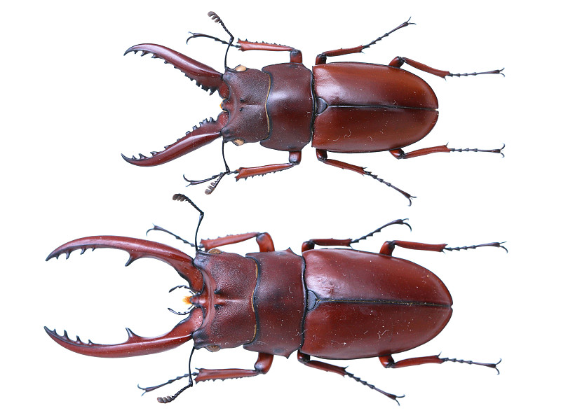 昆虫收集雄鹿甲虫标本。异卵拟鳞虫(霍普，1845)图片-正版图片素材下载