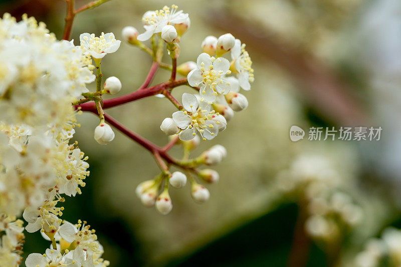 美丽的微距镜头光石楠小白花