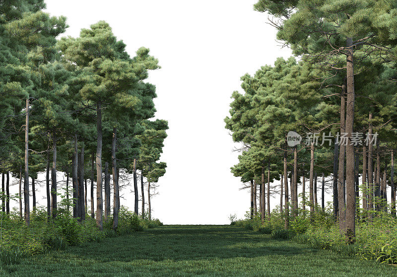 3D渲染森林步道的白色背景