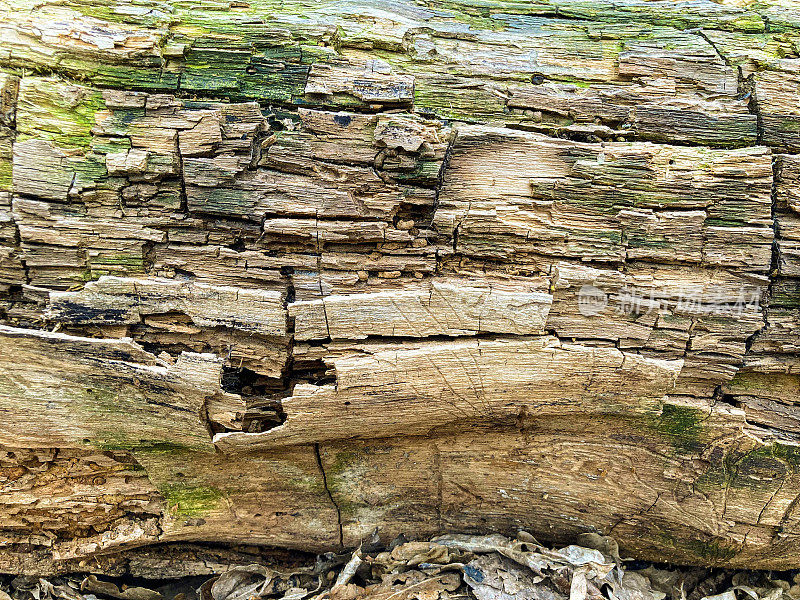 树皮图案是来自树木的无缝纹理。背景木材，棕色硬木树皮，厚树皮硬木，住宅木材。自然，树干，树，树皮，硬木，树干，树，树干