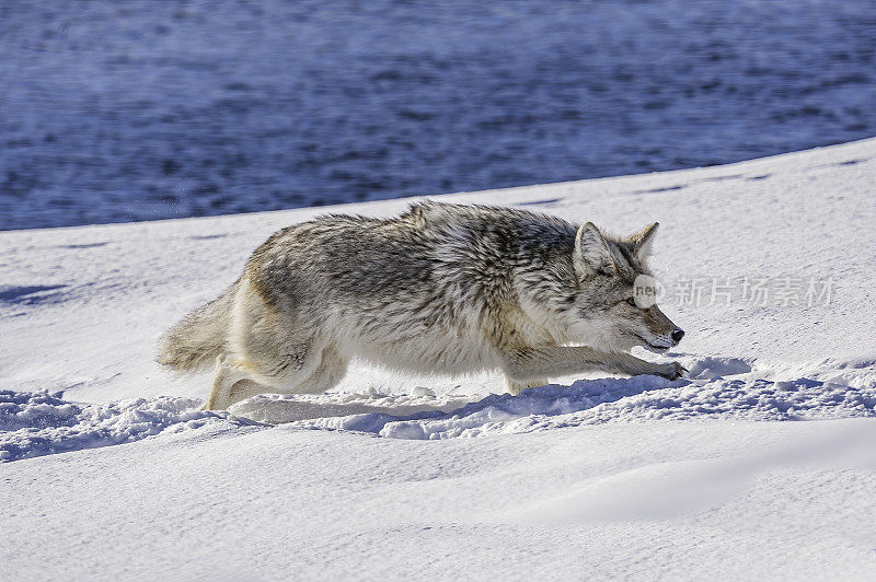 怀俄明州黄石国家公园的猛犸温泉区。冬天有雪。运行。