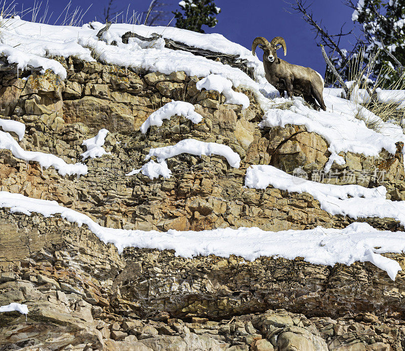 冬天的角羊，加拿大羊，黄石国家公园怀俄明州。站在雪地里。男性。