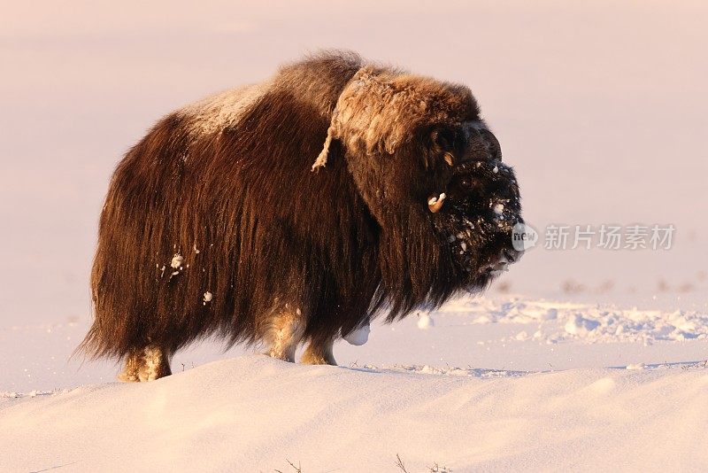 在挪威的Dovrefjell-Sunndalsfjella国家公园，一只麝牛在冬天的第一缕晨光中