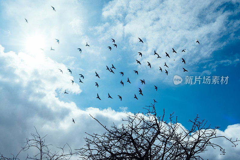 鸽子在蓝天中飞翔的画面