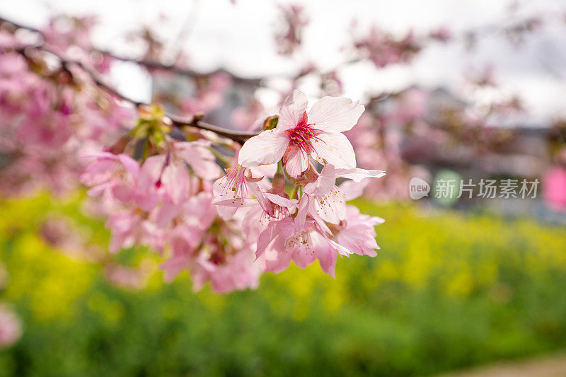 樱花特写