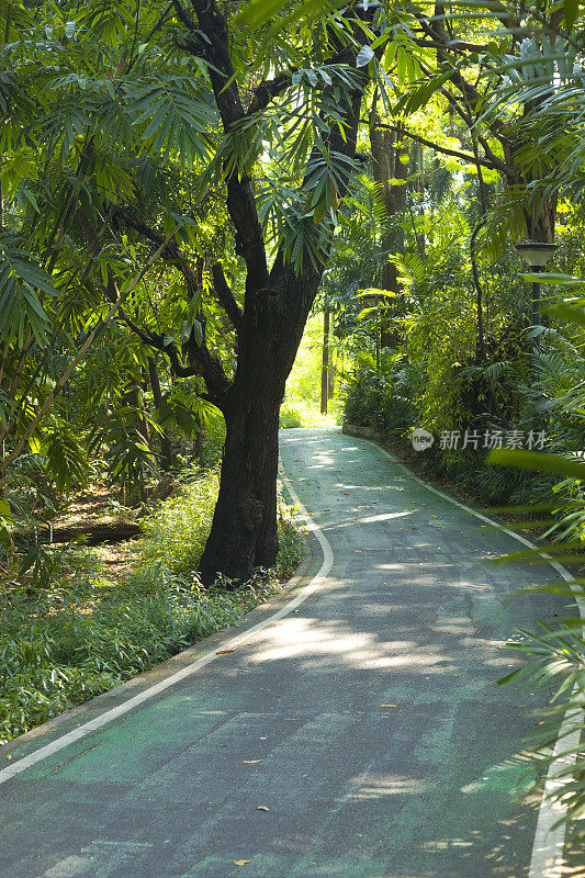 弯曲的自行车道穿过雨林