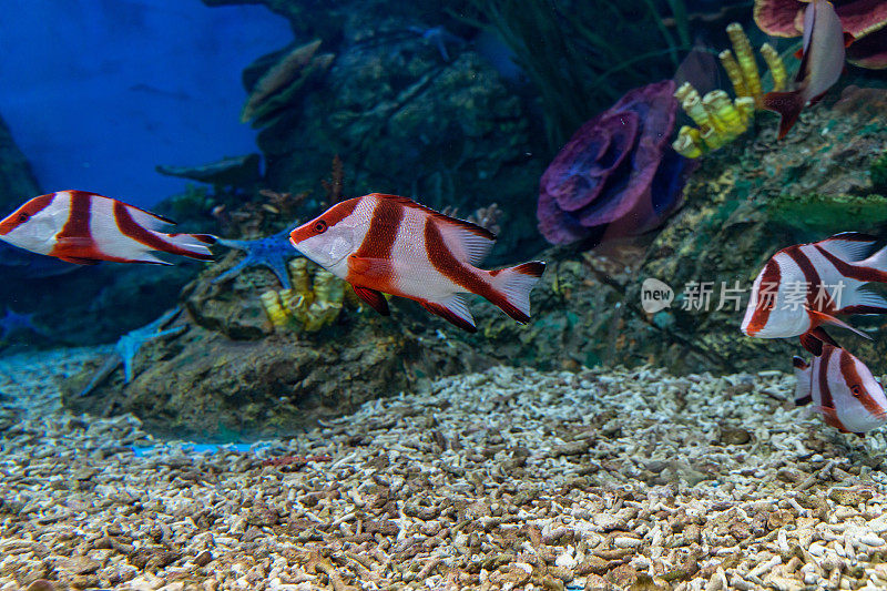 海底世界的热带鱼