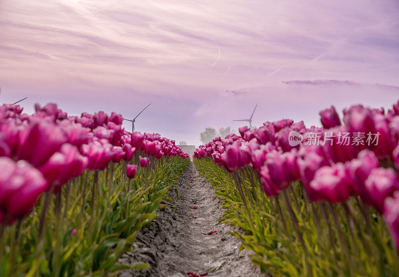 荷兰风景与盛开的郁金香田在春天，荷兰
