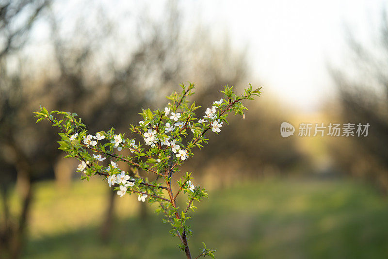 春暖花开树与日出天空