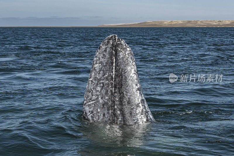 灰鲸，黑头鲸，灰鲸，灰背鲸，太平洋灰鲸，加利福尼亚灰鲸。当跳跃时，鲸鱼会站起来，保持一个垂直的位置，部分露出水面，经常露出整个船头和头部。Lagun