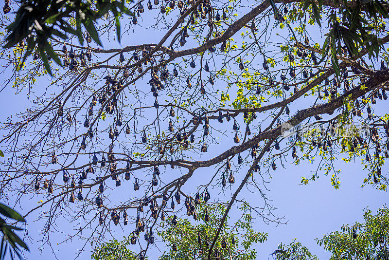 一大群印度狐蝠，在树上休息