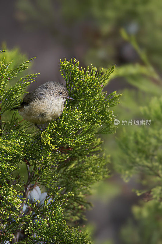 Weebill(短喙鼠)