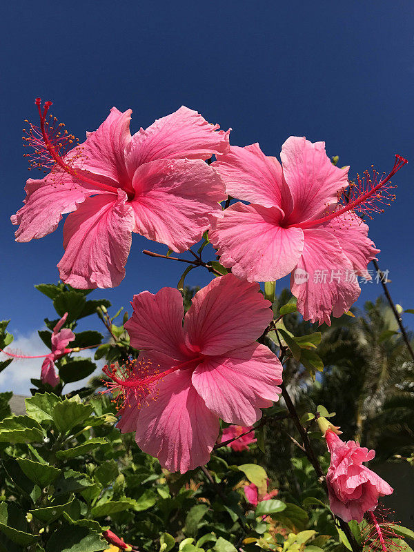 粉红色的芙蓉花簇在蓝天下绽放，夏威夷考艾岛