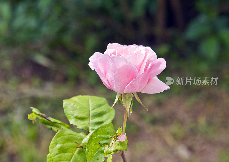 美丽的粉红色玫瑰花在花园里盛开