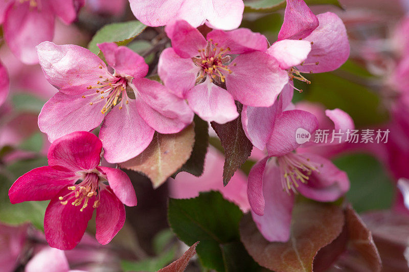 粉红苹果花