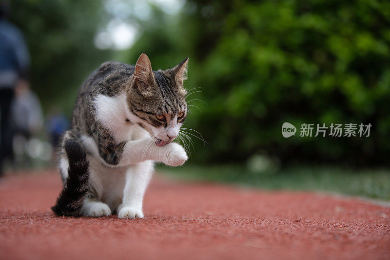 虎斑流浪猫。