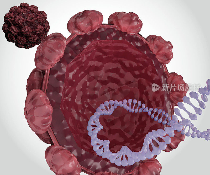 分离的人乳头瘤病毒双链环状DNA
