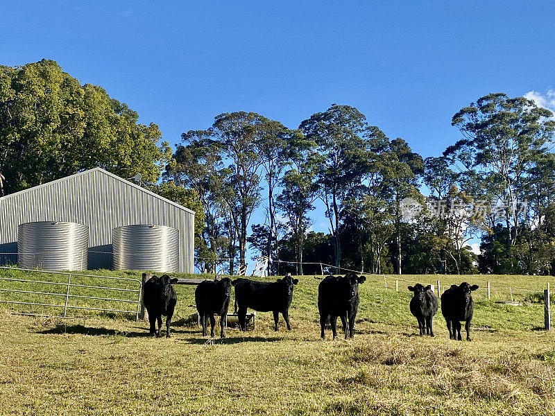 农场风景中的乡村奶牛