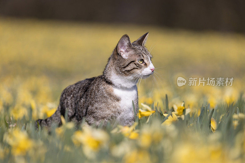 猫在秋天仙境