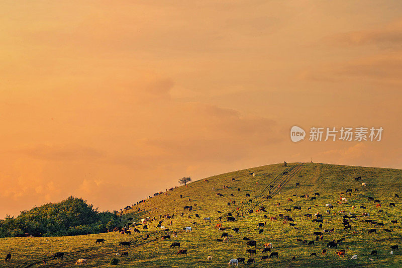 以可持续的方式饲养放养的奶牛，在夕阳下在山上吃草