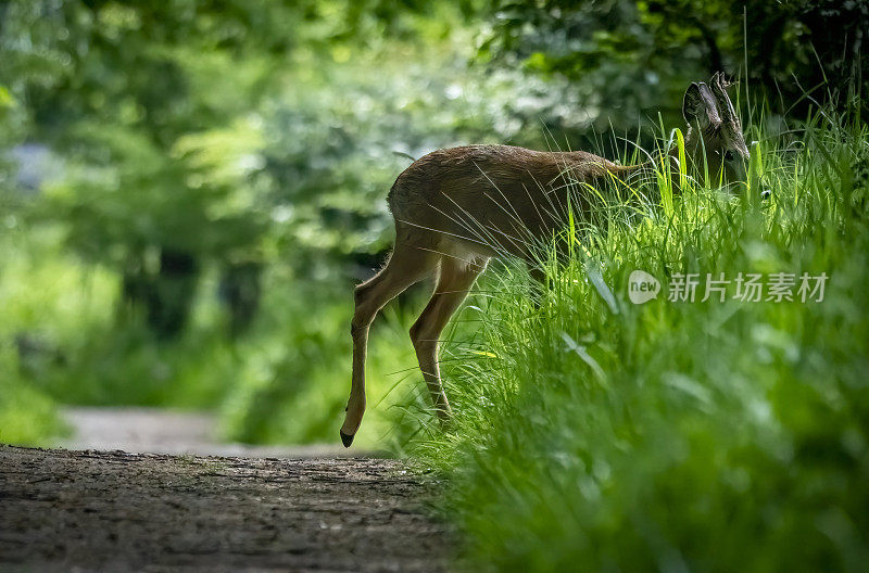 在戈斯福斯公园自然保护区的一条小路上的狍